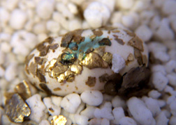 leopard gecko egg