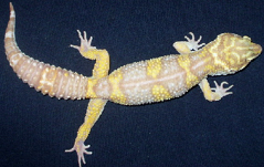 leopard gecko albino morphs